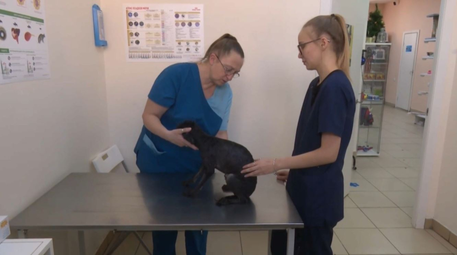 В России могут разрешить конфискацию животных у жестоких владельцев