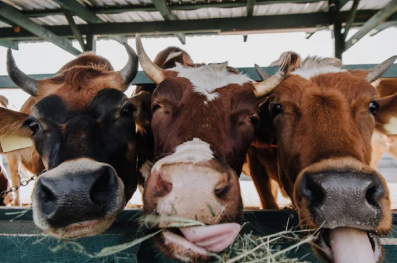 О чем будут спрашивать во время сельхозпереписи
