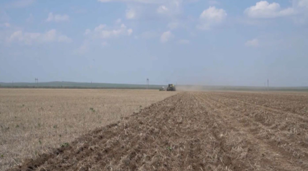 Астықты өңірлерде дала жұмысы қызды