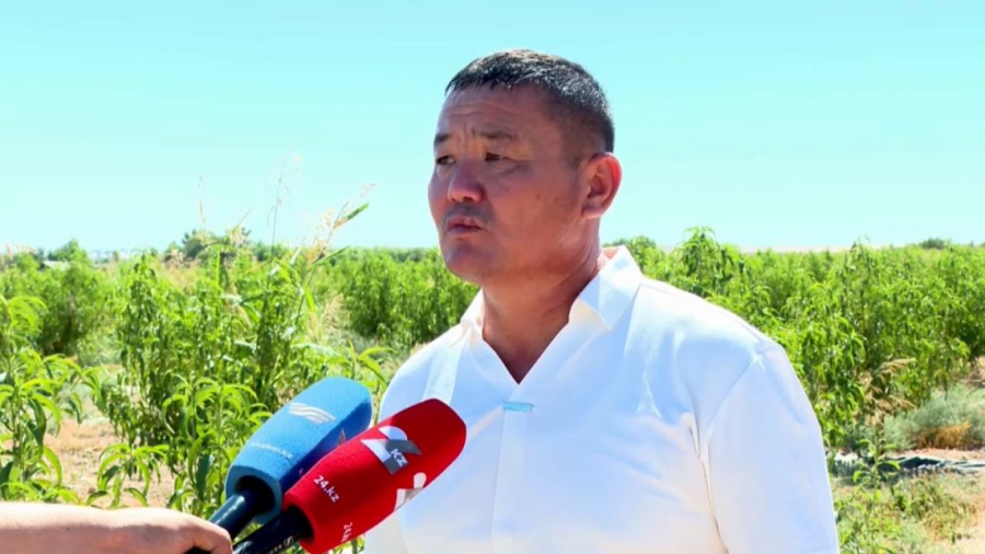 Кәсіпкер Келес ауданында 10 мың түп элиталық шабдалы көшетін жерсіндірді
