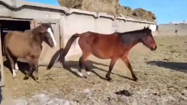 Қостанай облысында мал ұрлығымен айналысқан қылмыстық топ ұсталды