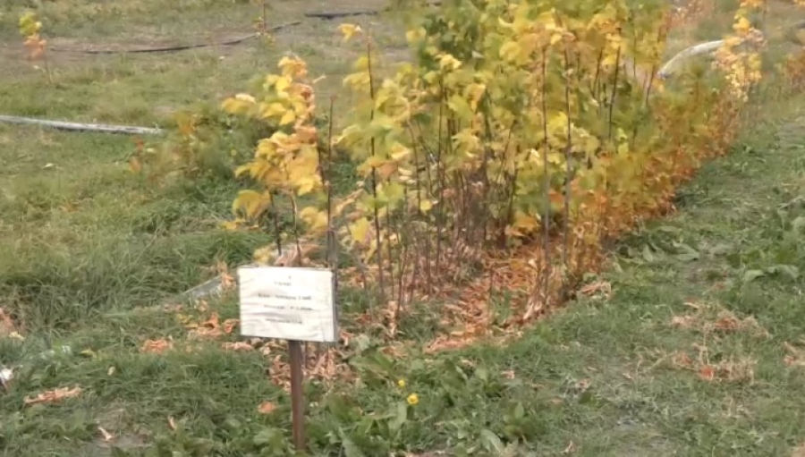 Единственный питомник восстанавливают в Атырауской области