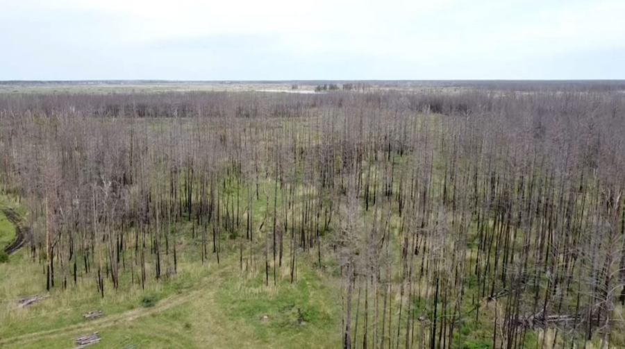 Уборку сгоревших деревьев не могут начать в Костанайской области