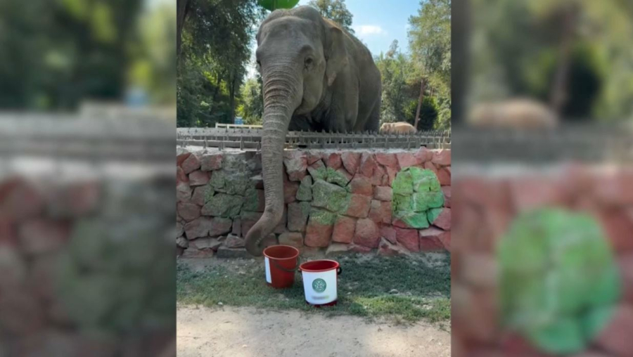 Ару есімді піл футбол матчтарының нәтижелерін болжайды