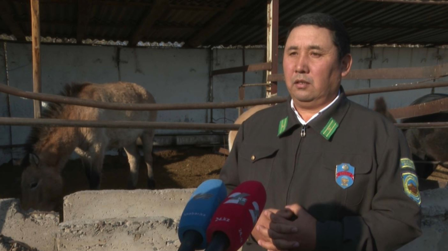 Реинтродукция куланов: куда переселяют животных