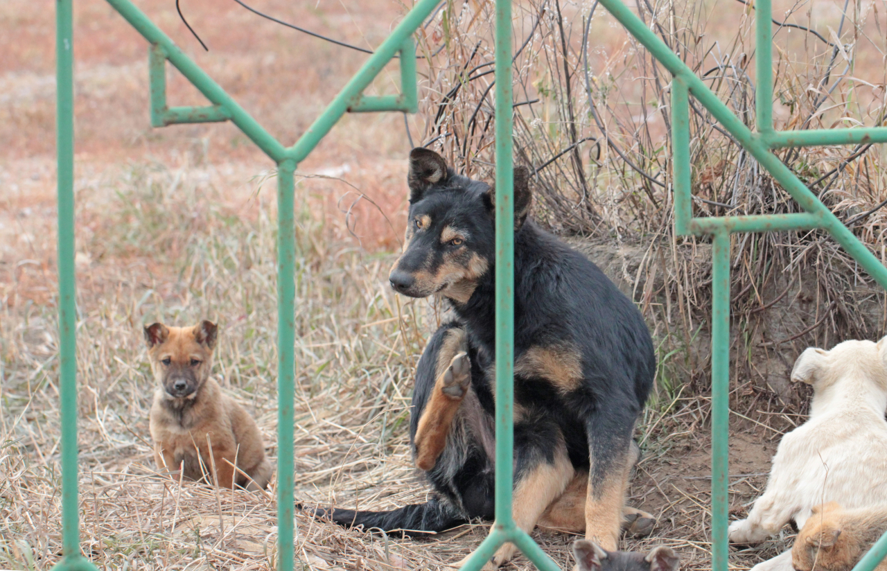 Сенат «Жануарларға жауапкершілікпен қарау туралы» заңды Мәжіліске кері қайтарды