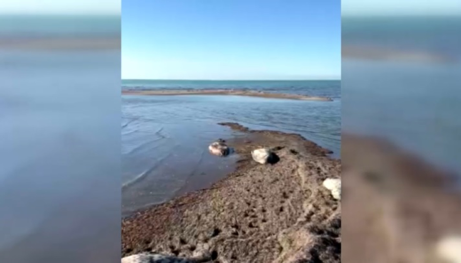 На побережье Каспия снова обнаружили мертвых тюленей