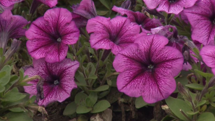 Биыл елордада 1,1 млн жасыл желек егіледі