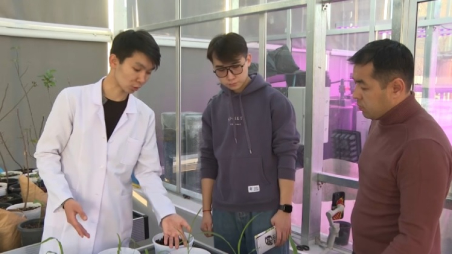 Новый сорт кукурузы и породу кур вывели студенты в Жетысу