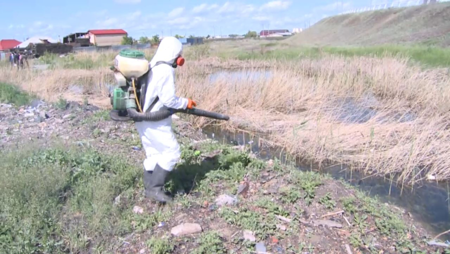 Полчища комаров атакуют курортный Балхаш