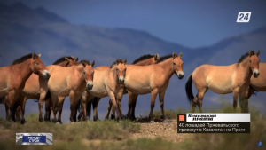 40 лошадей Пржевальского привезут в Казахстан из Праги