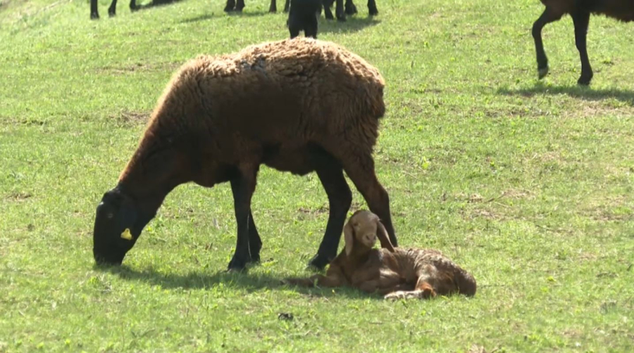 Алматы облысында мал төлдету науқаны қызды