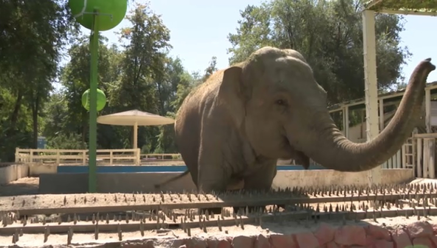 Слониха из алматинского зоопарка прогнозирует исходы матчей