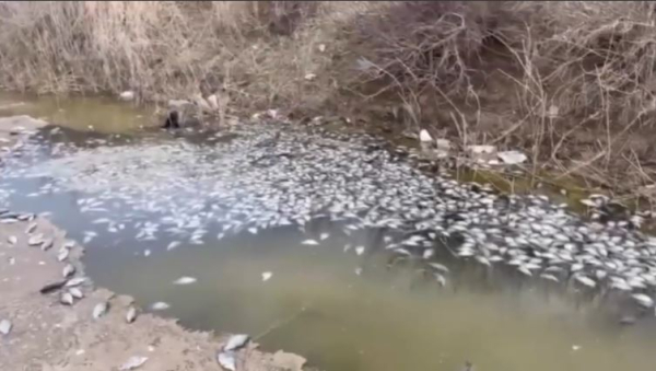 Атырау облысында жарты тоннаға жуық балық қырылды