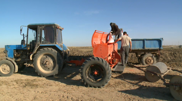 Қызылордада күріштің 25 сорты сынақтан өтіп жатыр