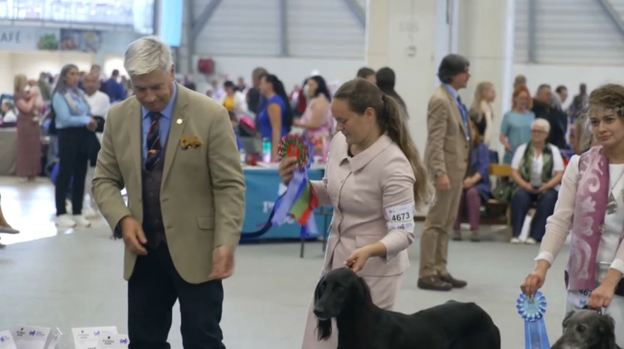 Қазақ тазысы халықаралық додада топ жарды