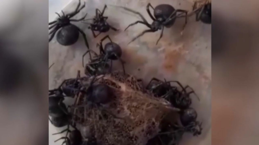 Каракурты атакуют Атыраускую область