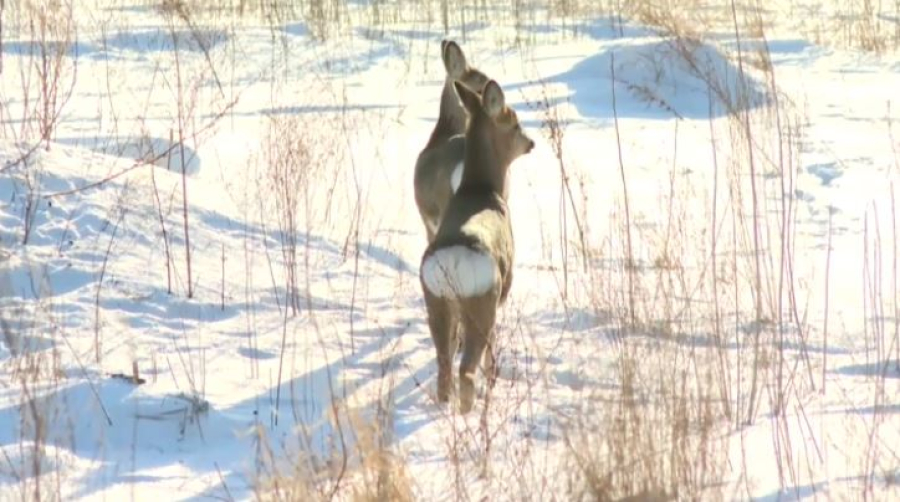 Павлодарские лесники спасают косуль от голода