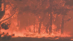 Лесной пожар в области Абай: объявили режим ЧС