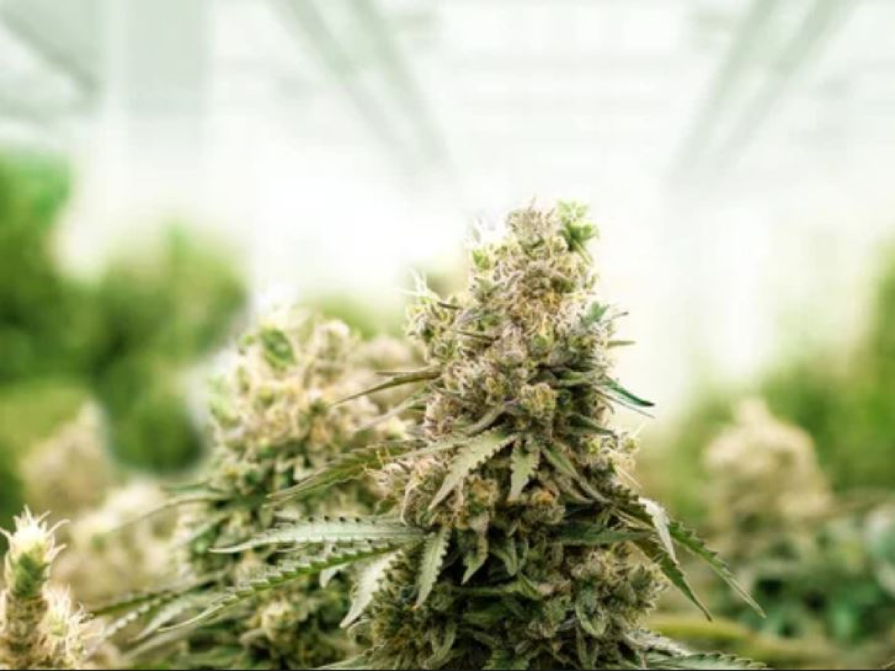 Ферму по выращиванию конопли организовал сельчанин в Павлодарской области