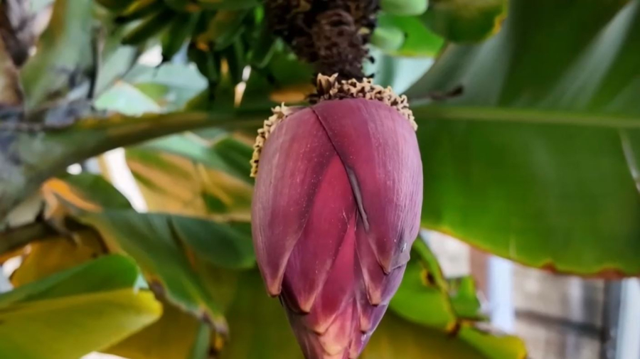 Петропавлда тропикалық жеміс ағаштары өнім берді