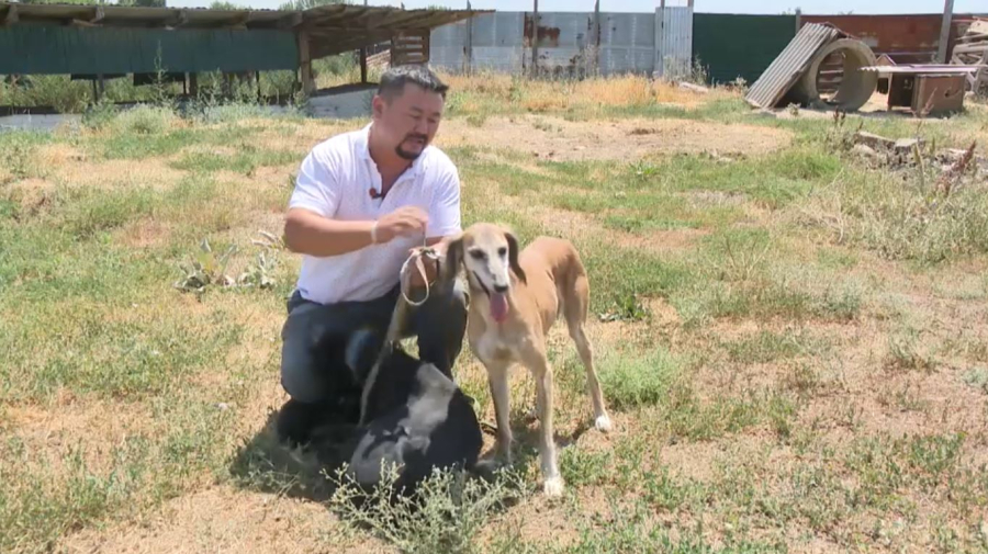 Талайды тамсандырған тазылар