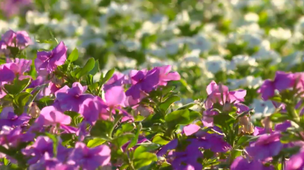 Сильную жару прогнозируют в трёх мегаполисах Казахстана