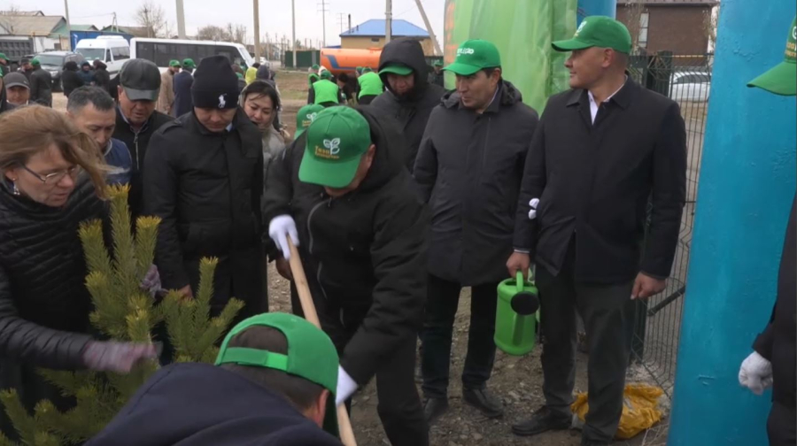 Ақмолалықтар 25 мың ағаш екті