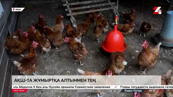 АҚШ-та жұмыртқа алтынмен тең