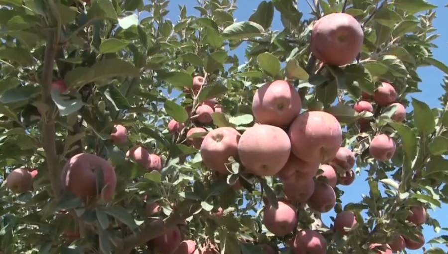 Түркістан облысында алма теру науқаны қызу жүріп жатыр