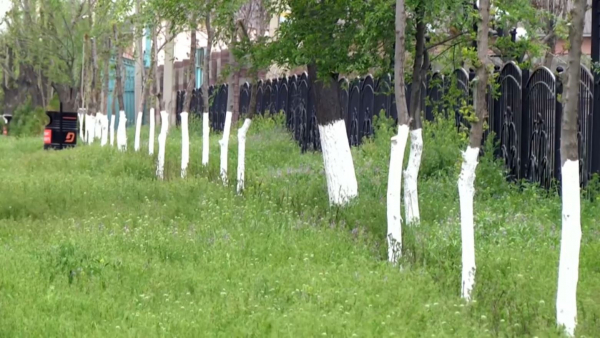 Арыс тұрғыны өз көшесін абаттандырды