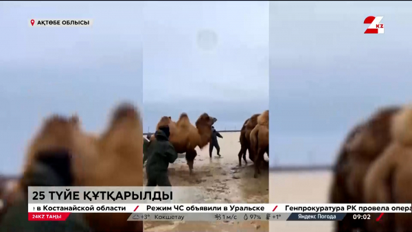 Қарғын судан келген қарбалас