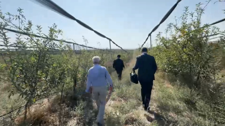 ₸430 млн похищено на яблоневых садах в Шымкенте