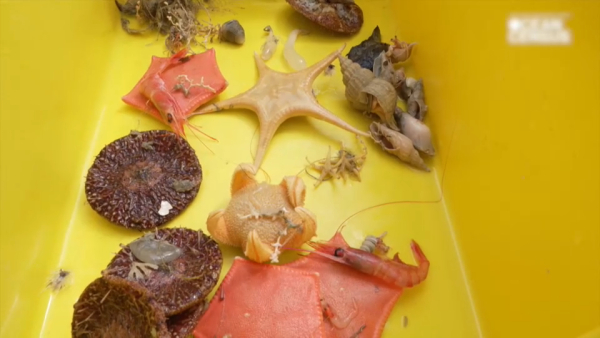 Учёные обнаружили новые виды морских животных