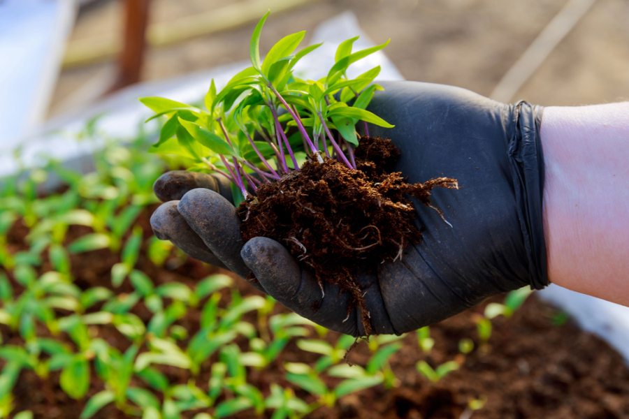 Озеленением и ремонтом арычных систем занялись в области Жетісу