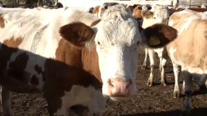 Две молочно-товарные фермы запустили в ЗКО