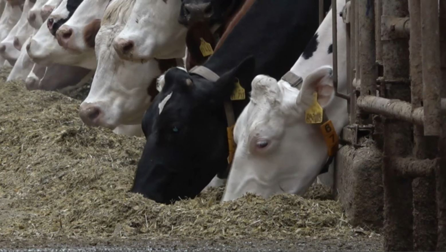 СҚО: агроөнеркәсіп саласына ₸50 млрд инвестиция тартылды