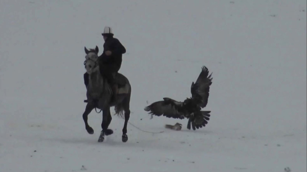 ШҚО-да бүркітші даярлау орталығы ашылады