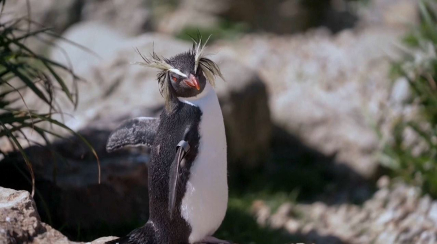 Пингвинов становится меньше в Антарктиде