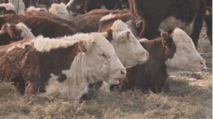 Вакцинация сельскохозяйственных животных началась в Павлодарской области