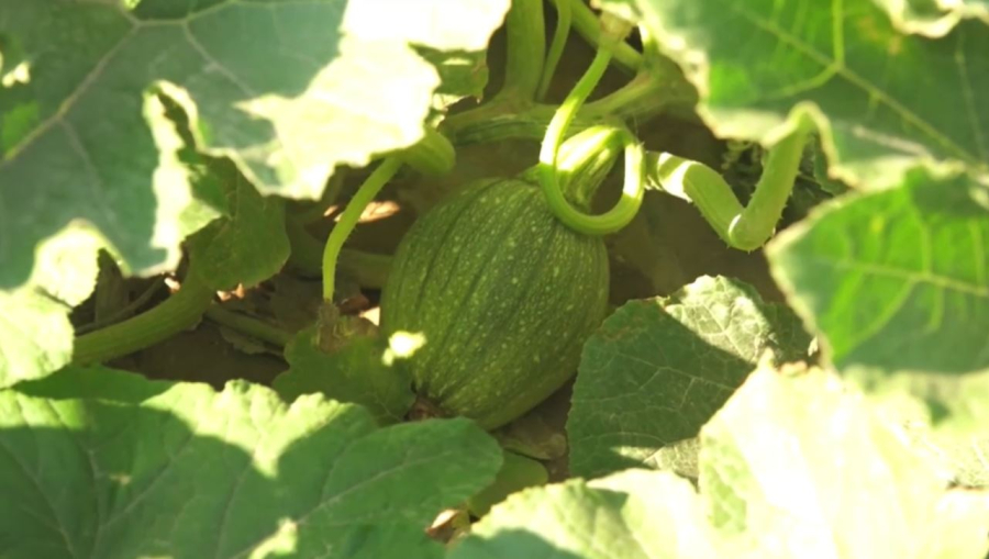 ШҚО-да 8 мың гектар жерге су үнемдеу технологиясы енгізіледі