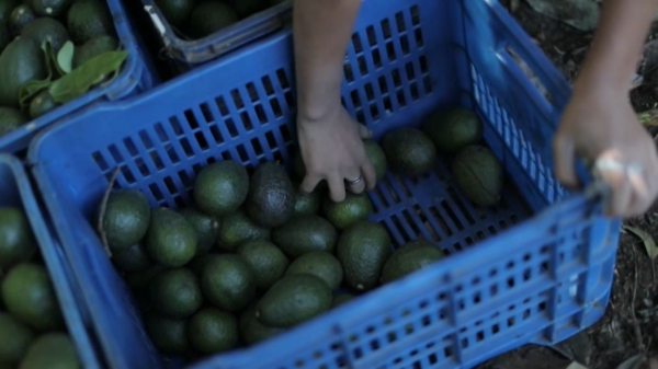 Трамптың импортқа тарифті көтеру шешімі мексикалық шаруаларға ауыр соққы болмақ