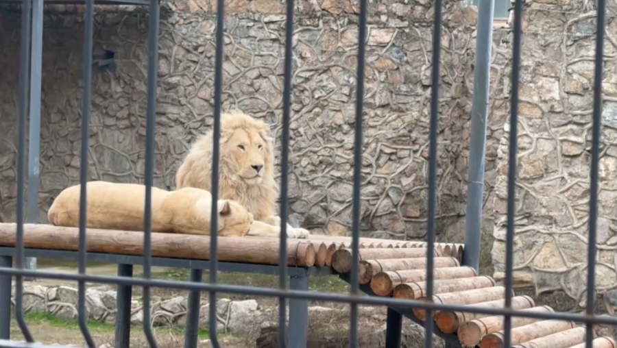 Өзбекстанда қызыл кітапқа енген аң-құсты сату азаймай тұр