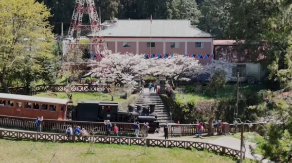 Жители Тайваня наблюдают за цветением сакуры