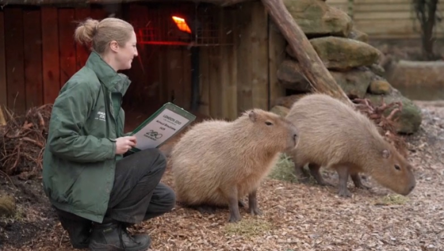 В Лондонском зоопарке устроили масштабную перепись