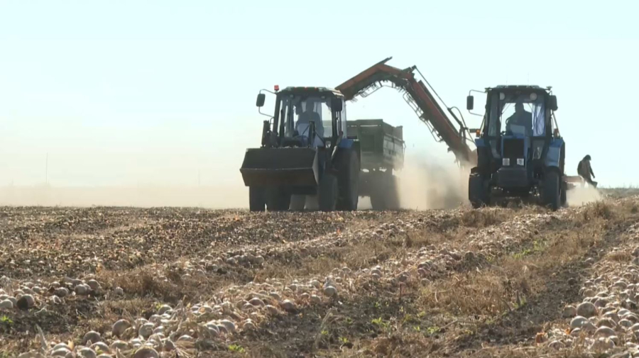 Биыл Ақтөбеде картоп түсімі мол жиналды