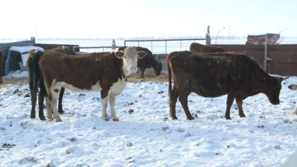 В 4 карагандинских селах запрещен ввоз и вывоз животных