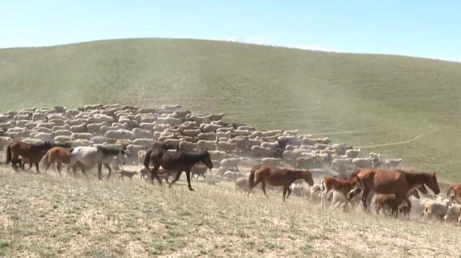 Правила субсидирования племенного животноводства изменили в РК