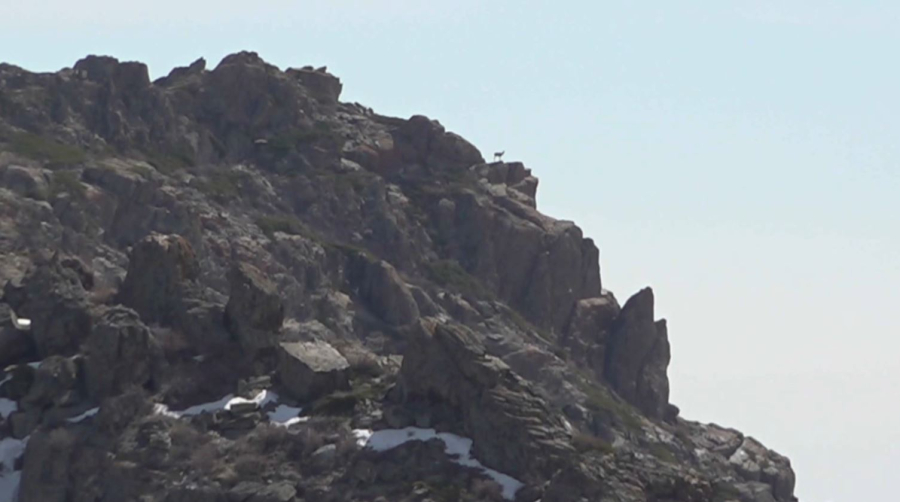 Краснокнижных животных стало больше в области Абай