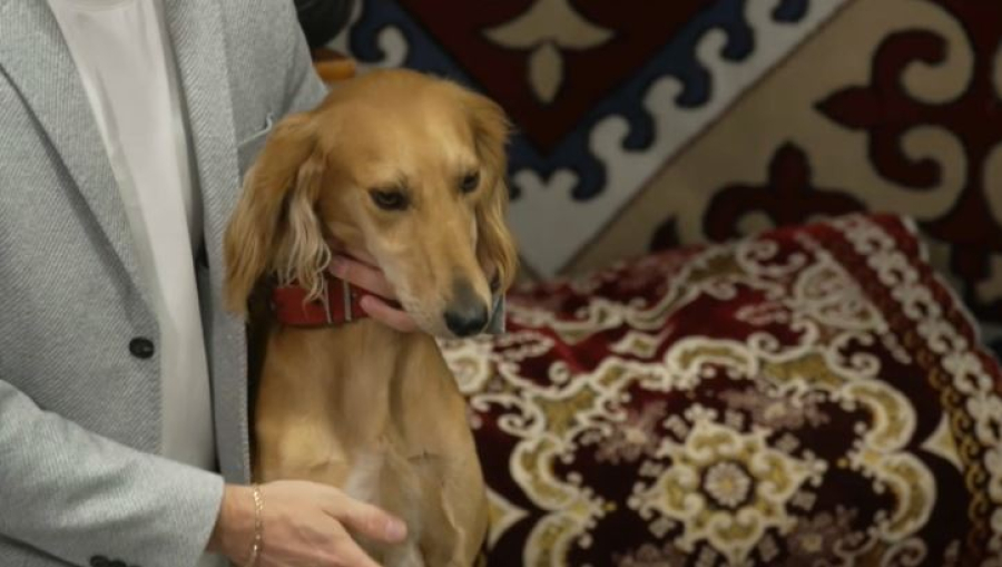 Казахские тазы завоевали призовые места на World Dog Show 2025